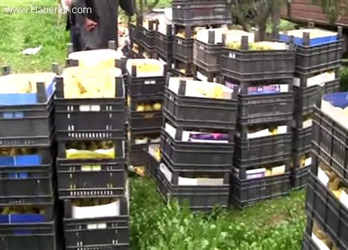 4 ton ayvanın bahçeden çalındığı iddiası