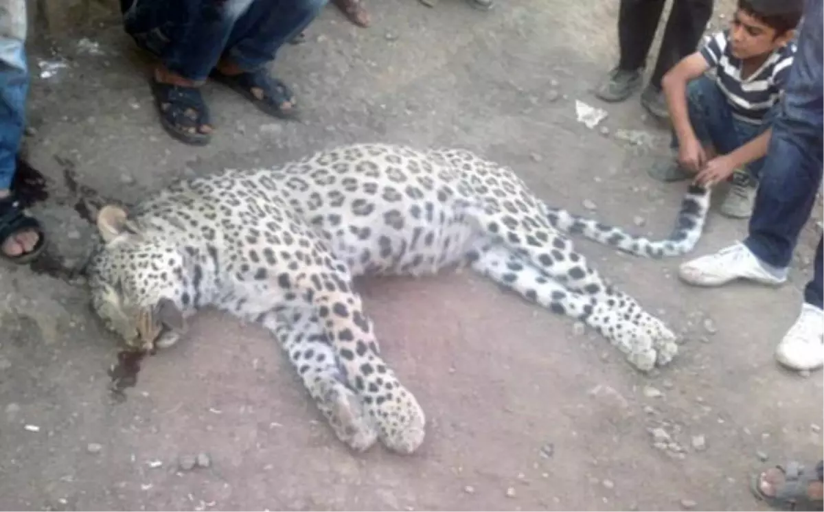 Anadolu Leoparının 9 Bin Yıllık Gizemi