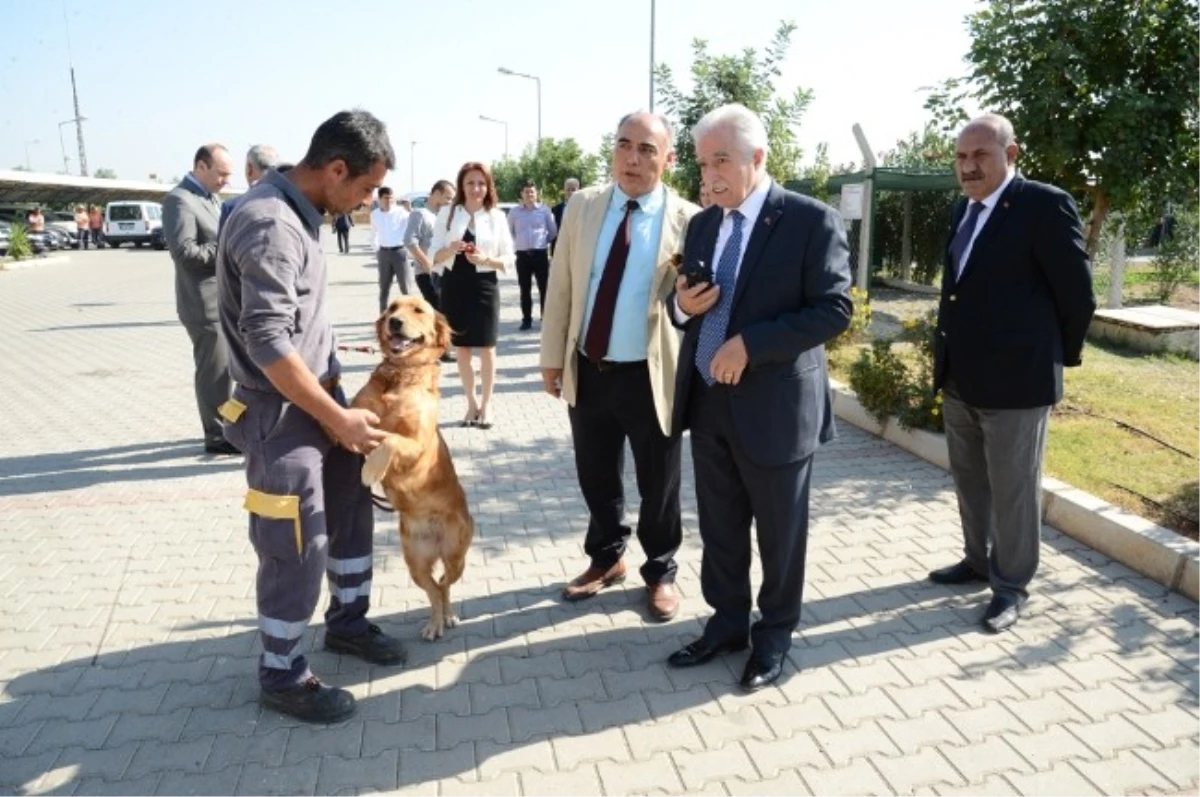 Bu Köpeğin Görevi Metan Gazı Kaçağını Belirlemek