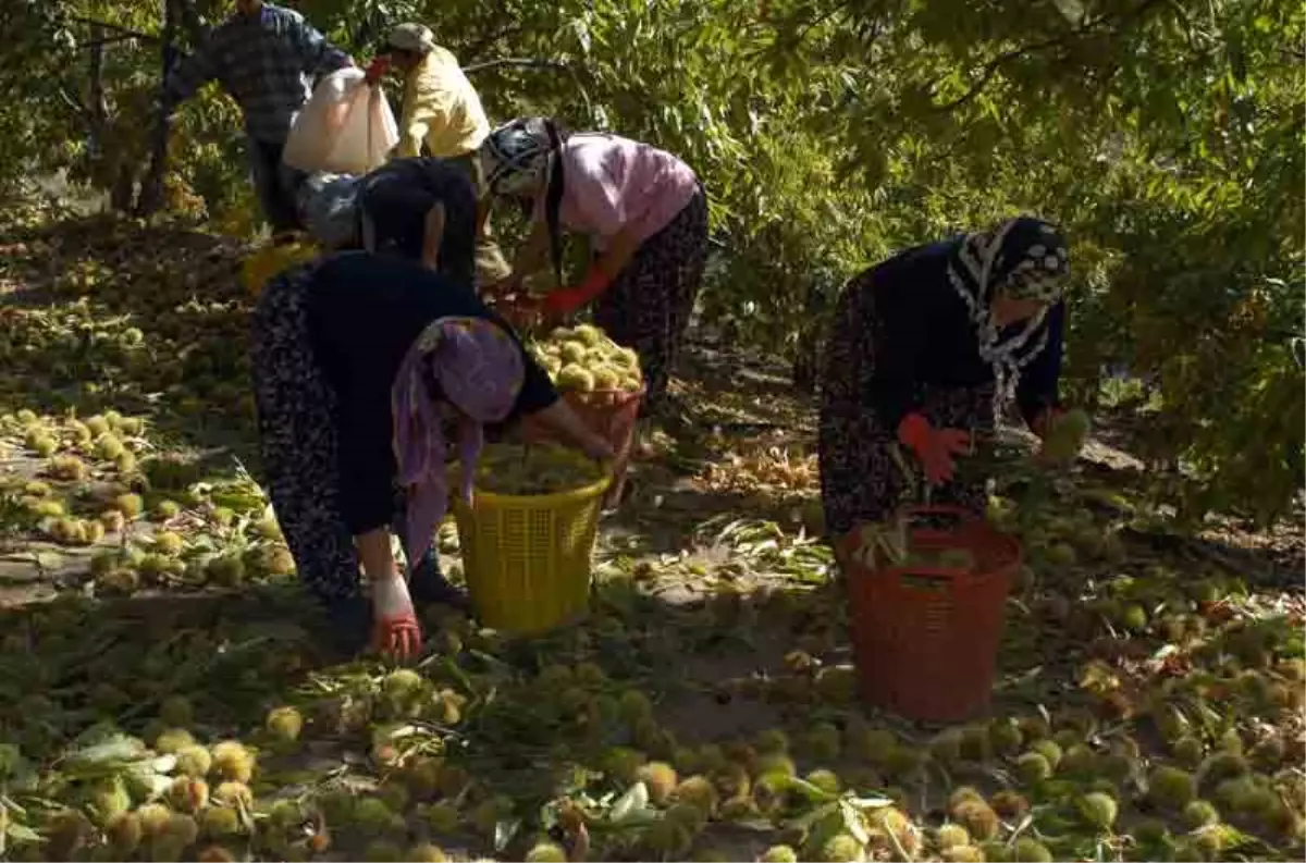 Bu Köyde Kişi Başına Yılda 200 Kilogram Kestane Yetiştiriliyor