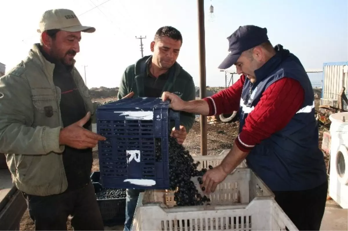 İznik\'te Zeytin Hasadı Başladı