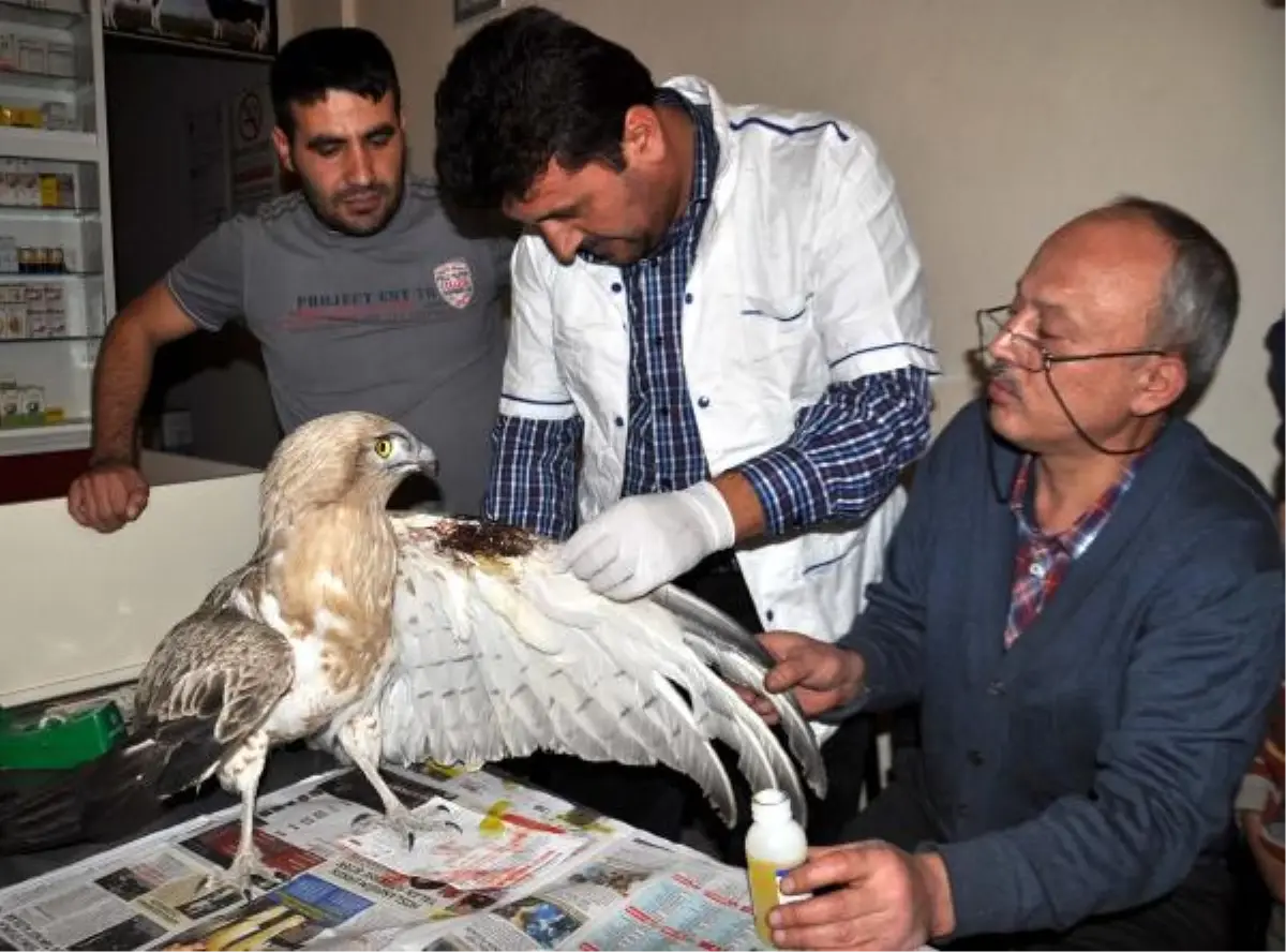 Yolda Bulduğu Yaralı Kartalı Tedavi Ettirdi