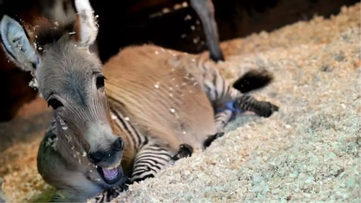 Yüzü ve Gövdesi Eşek, Karnı ve Bacakları Zebra