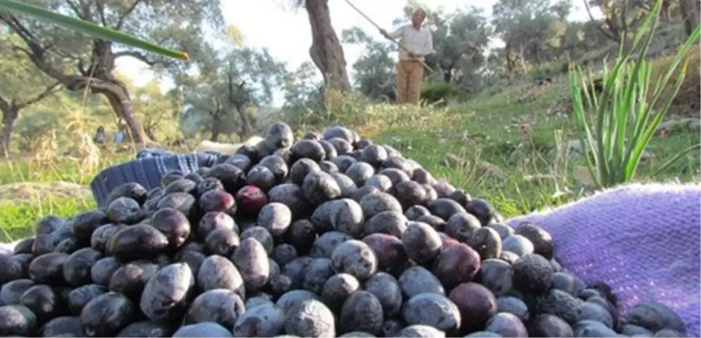 Zeytinde İhracat Sezonu İyi Başladı