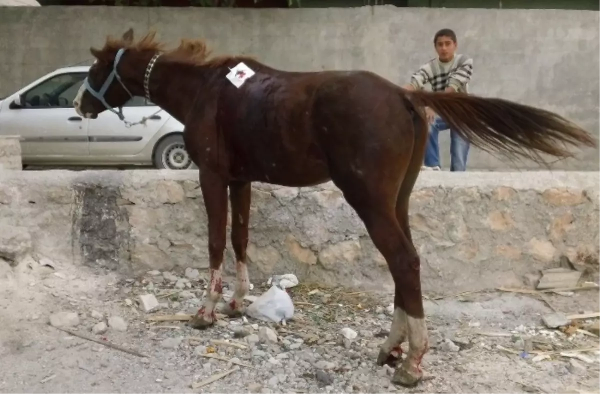 At, Kasap Dükkanına Daldı