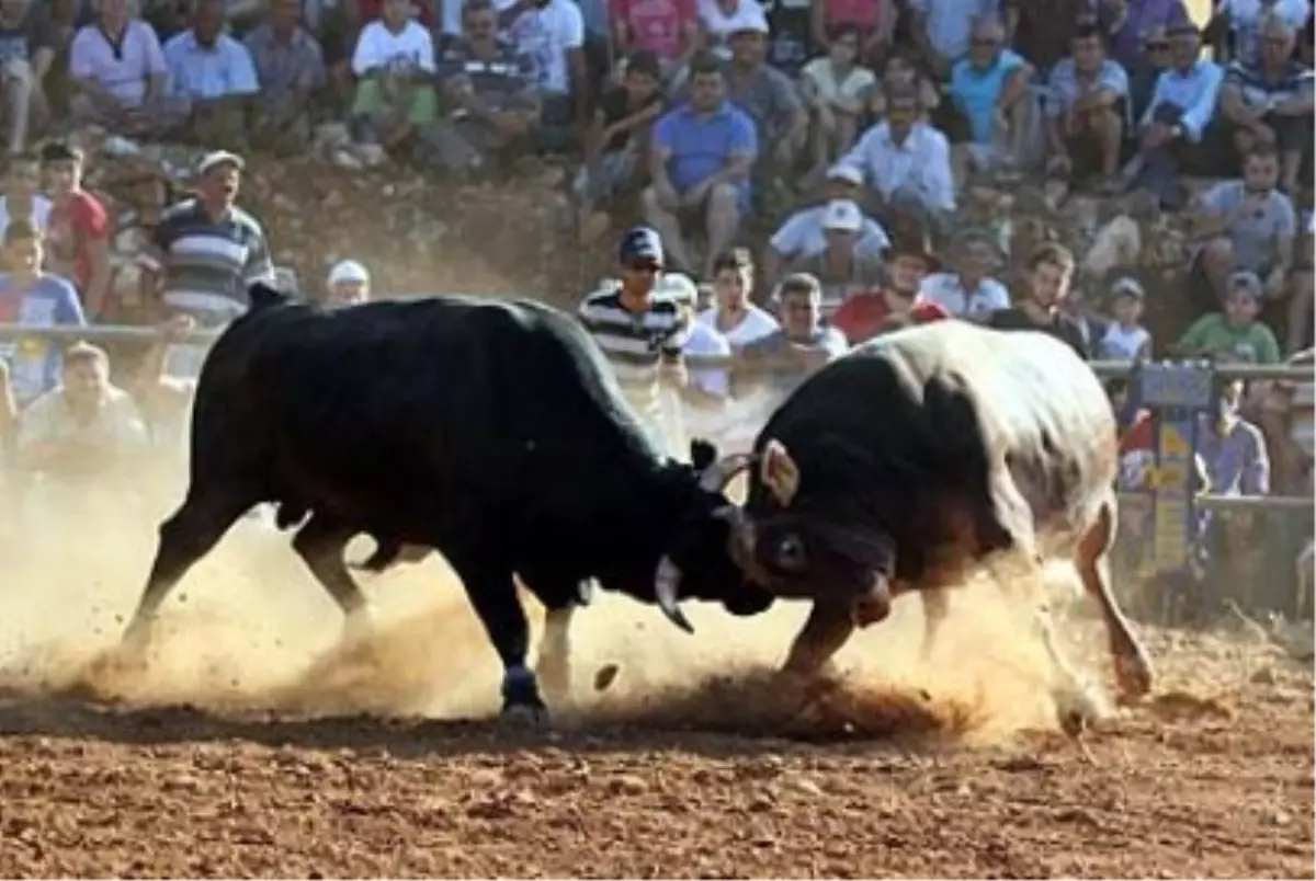 Boğa Güreşleri 4 Asır Sonra İspanya\'da Kültürel Miras Oldu