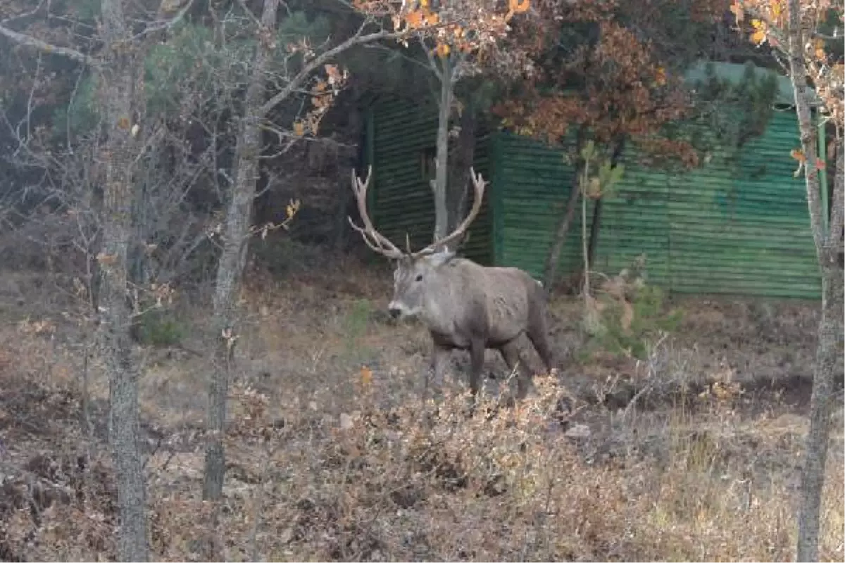 Çorum\'da, Doğaya Yabani Hayvan Bıraktılar