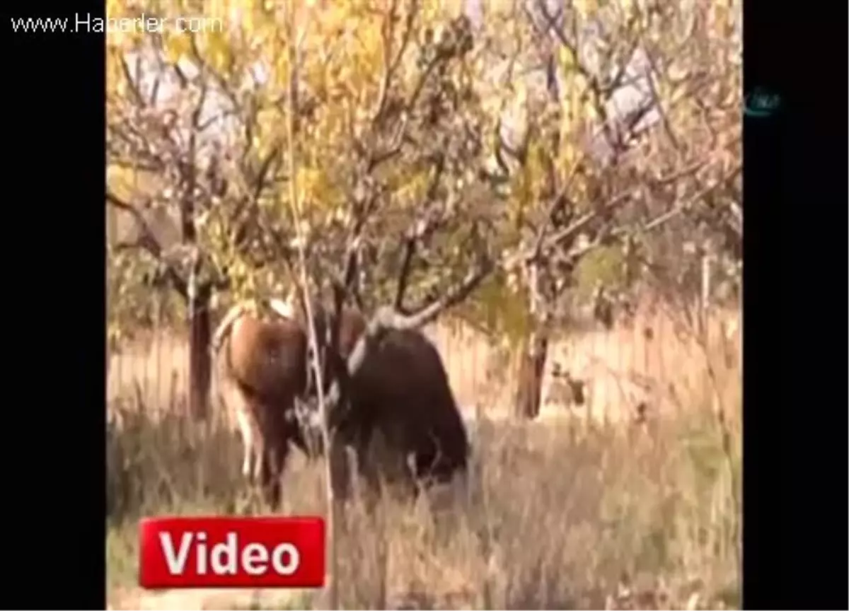 Görevliler Kaçtı, Boğa Kovaladı