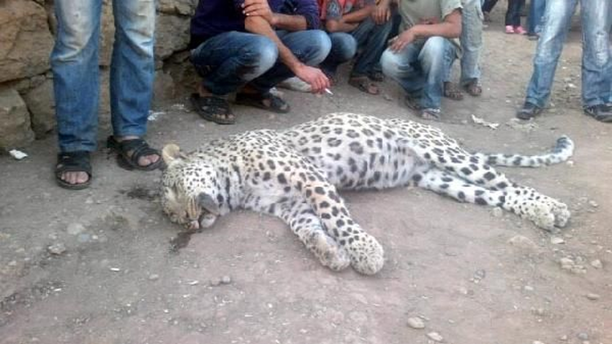 İstanbul Barosu Hayvan Hakları Komisyonu Başkanı Yalçın\'dan \'Leopar\' Tepkisi