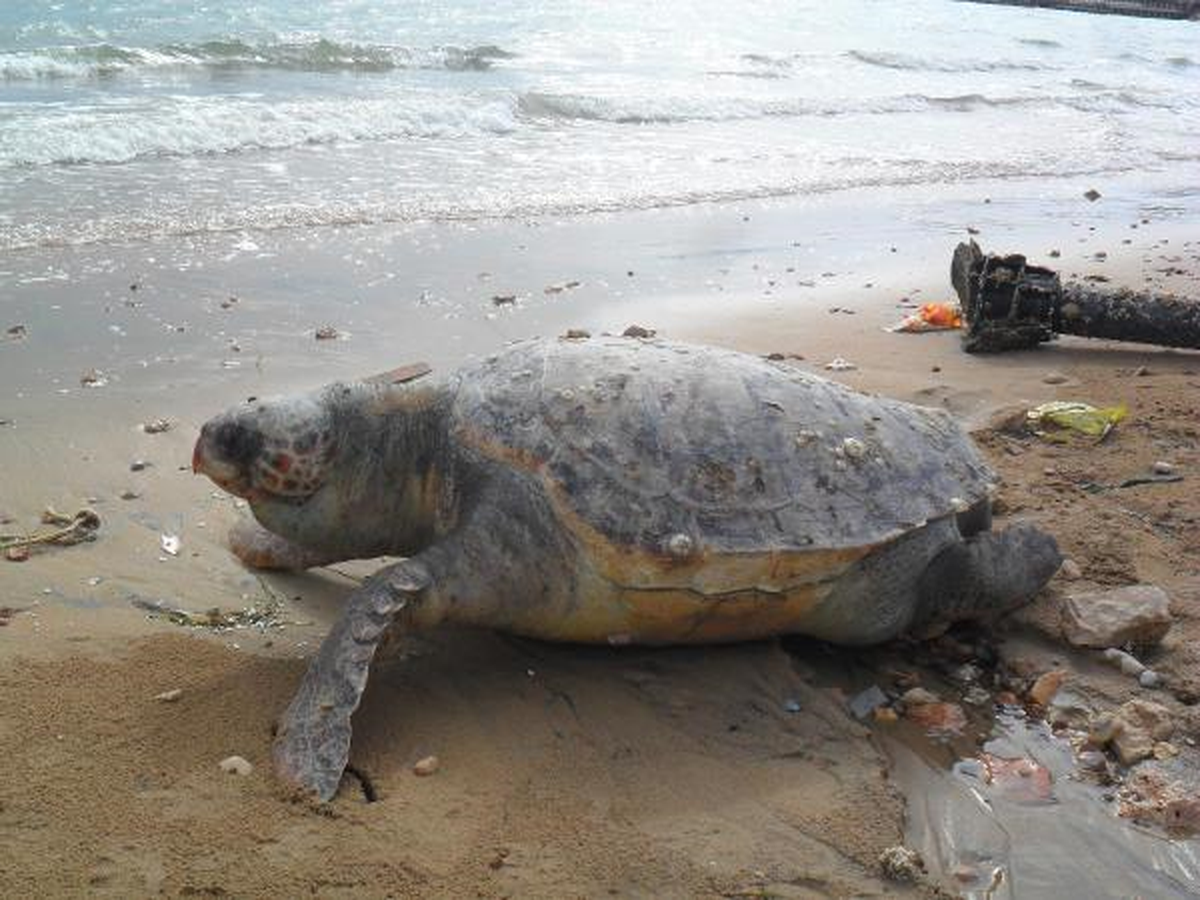 Ölü Caretta Caretta\'lar Sahile Vurdu
