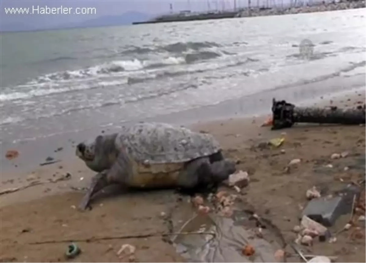 Didim Sahilinde 2 Caretta Caretta Ölü Bulundu