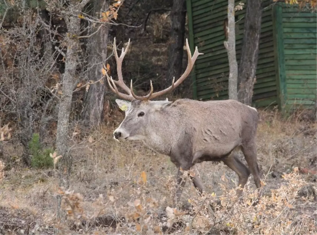 Çorum Fauna Tanıtım Alanında Hayvan Popilasyonu Artıyor