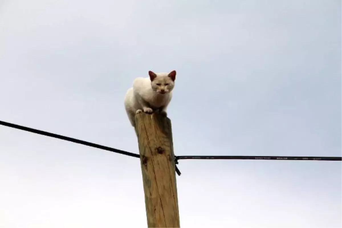 Telefon Direğinde Mahsur Kalan Kediyi İtfaiye Kurtardı