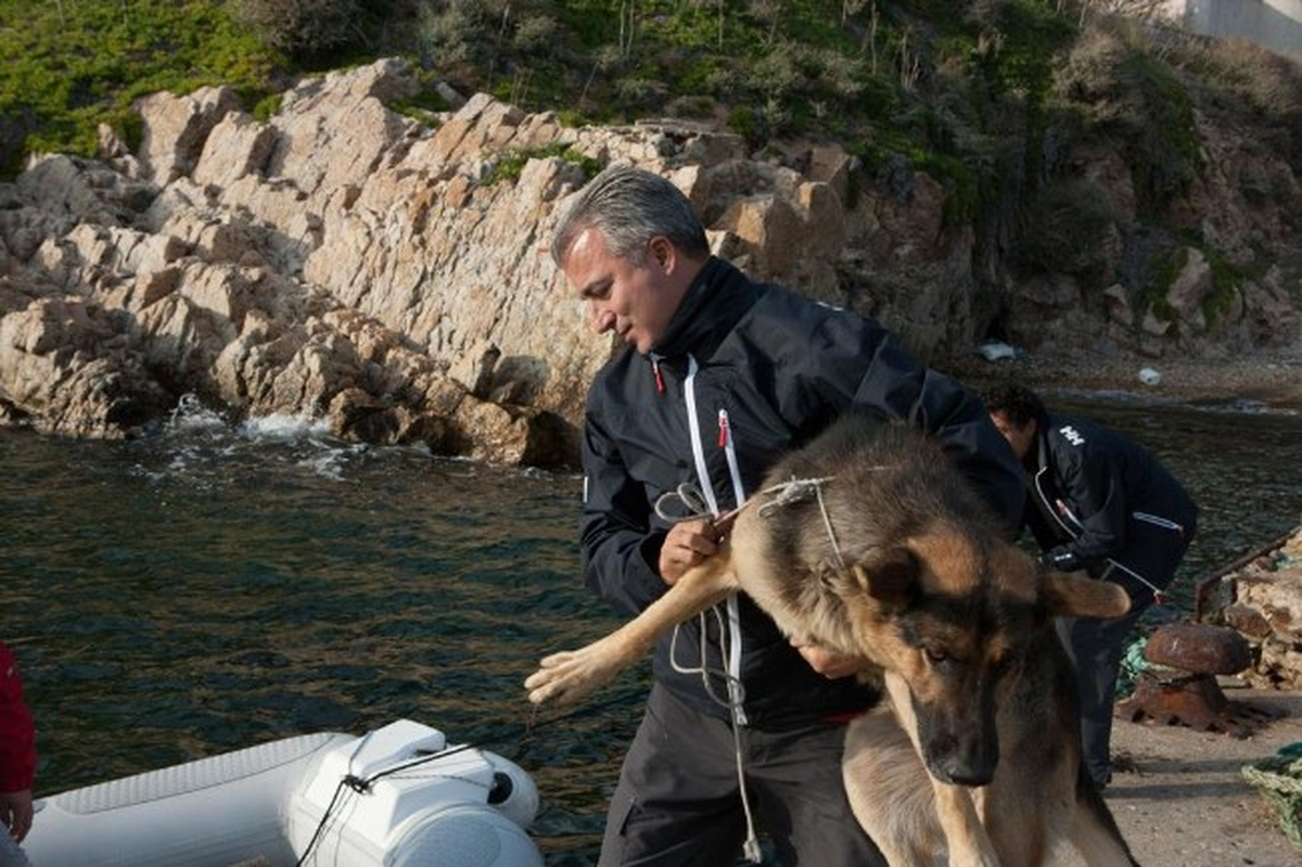 Yassı Ada\'da Ölüme Terkedilen Köpekleri Sivil Savunma Kurtardı