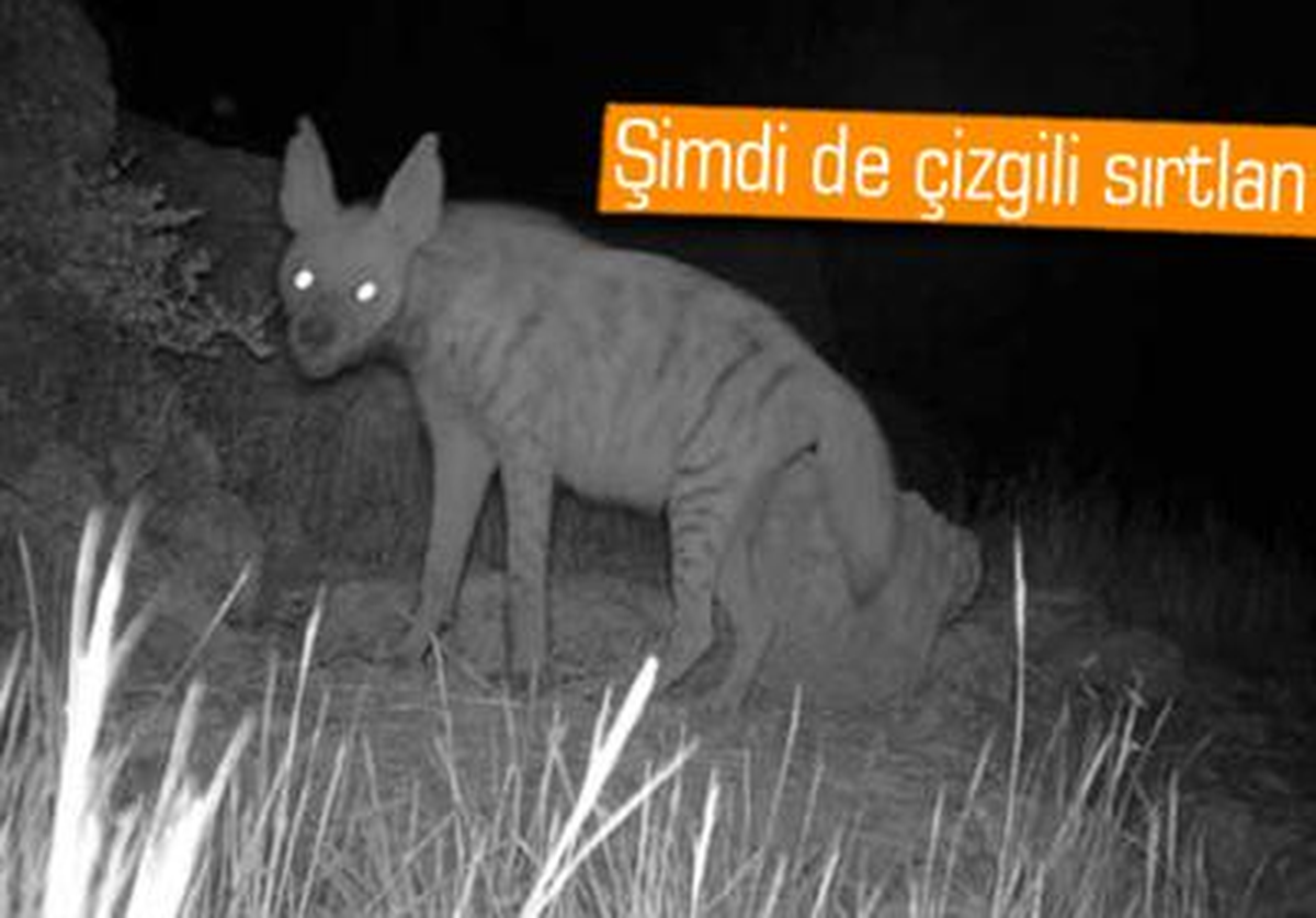 Çizgili Sırtlan Foto Kapanla Görüntülendi