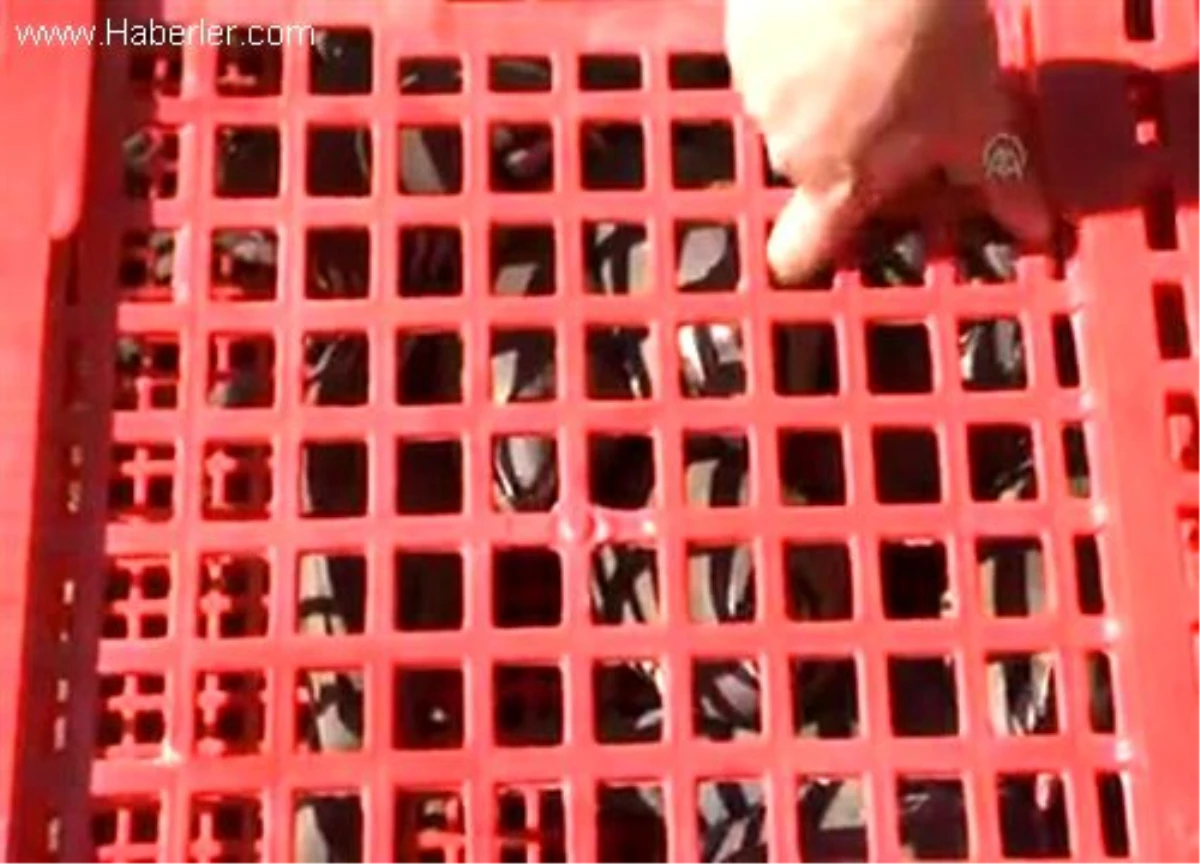 Engelli çocuklar, doğaya 66 kınalı keklik saldı