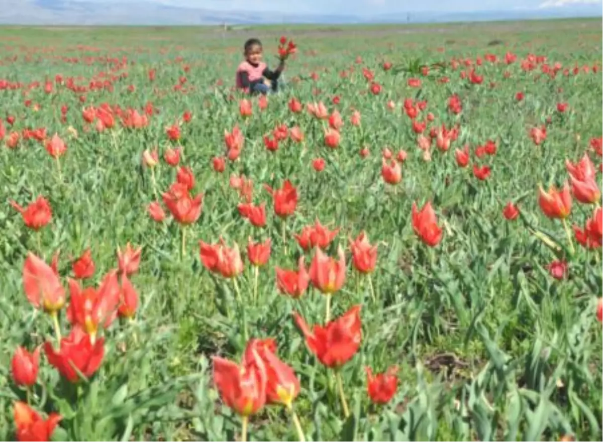 Muş Lalesi İçin Bilimsel Çalışma