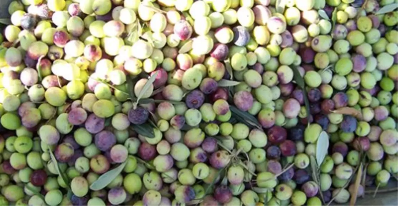 Tekirdağ\'da Zeytin Hasadı