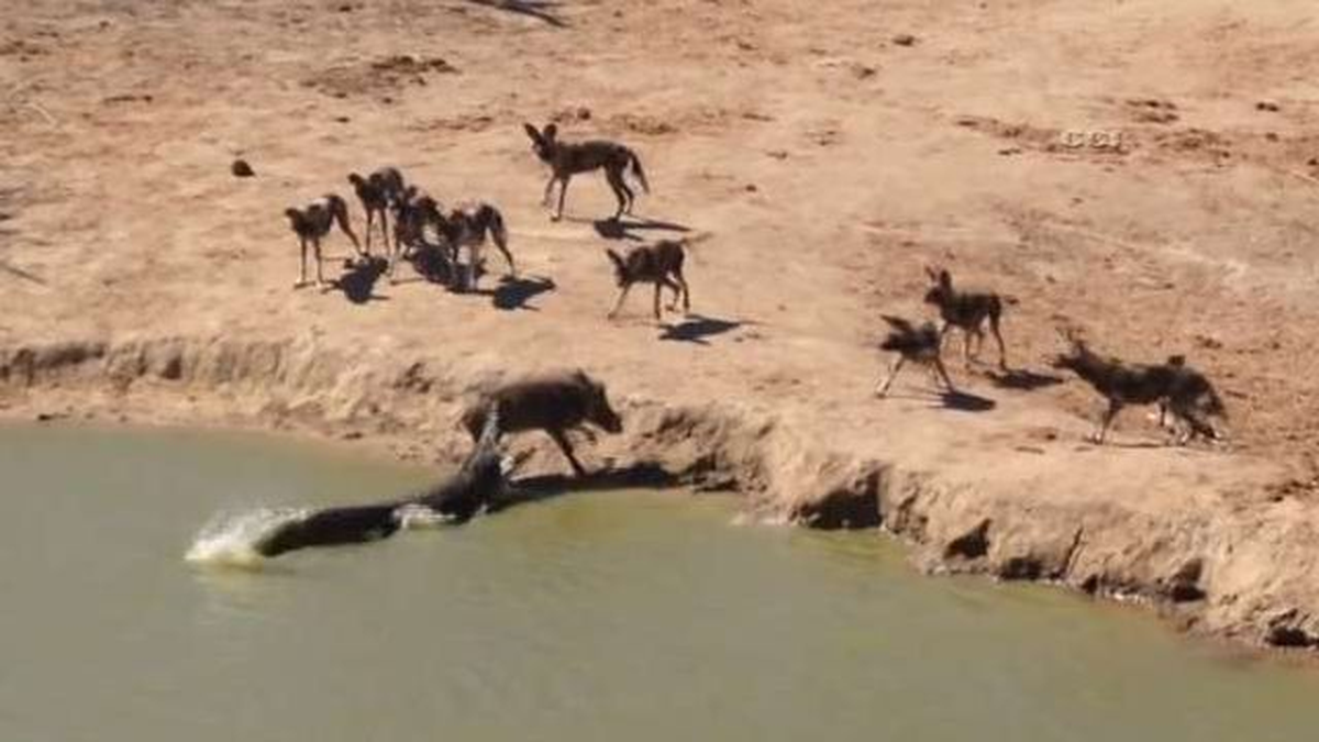 Turistler Dev Timsahın Yaban Domuzunu Avlamasını Görüntüledi