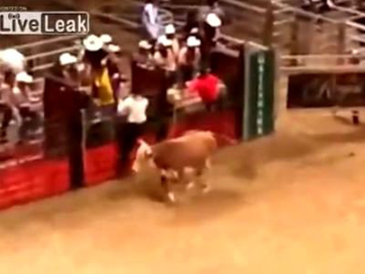 Boğa, Amerika'daki Rodeo Gösterisinde Fotoğrafçıya Saldırdı