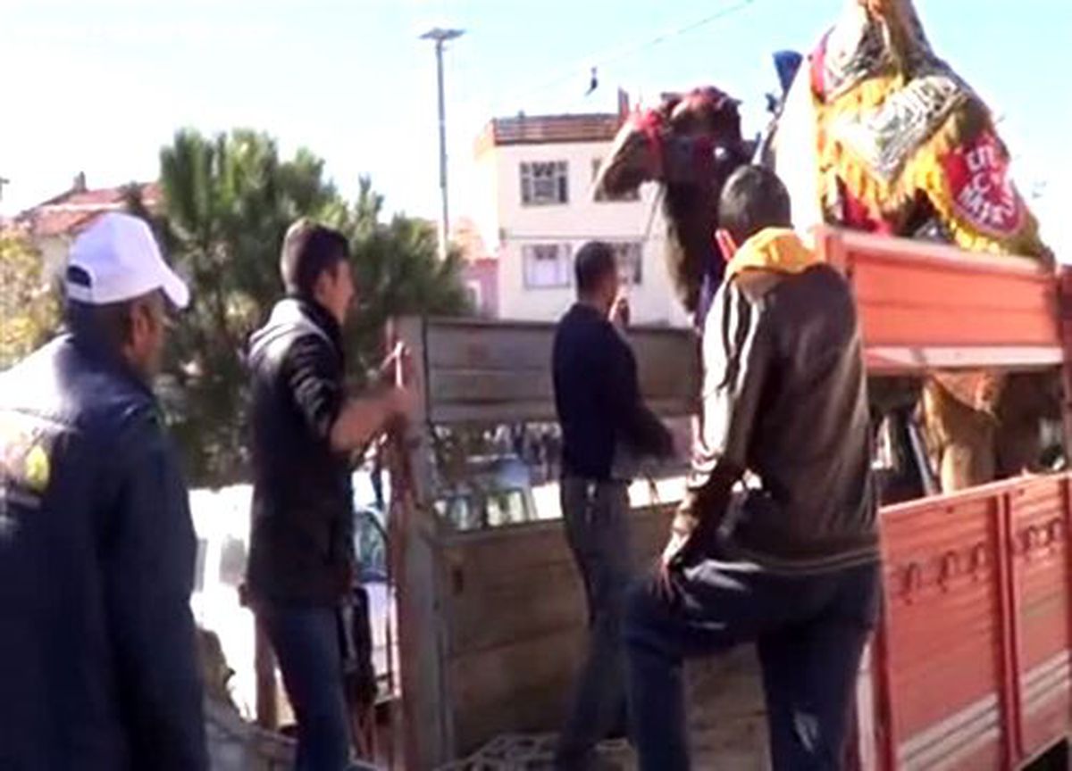 Burhaniye\'de develere havut giydirildi