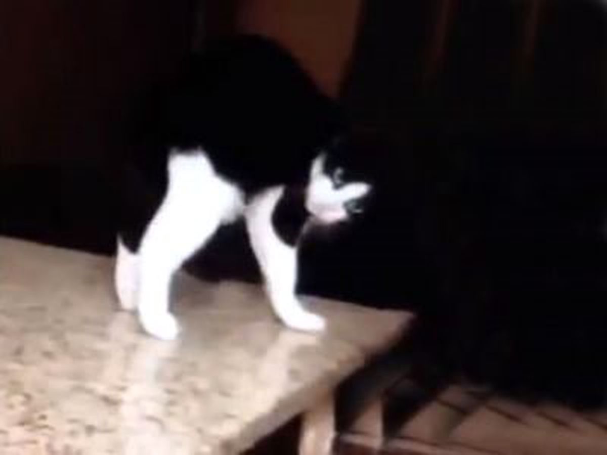 Dans Eden Kedi, Tezgahın Üzerinden Düştü
