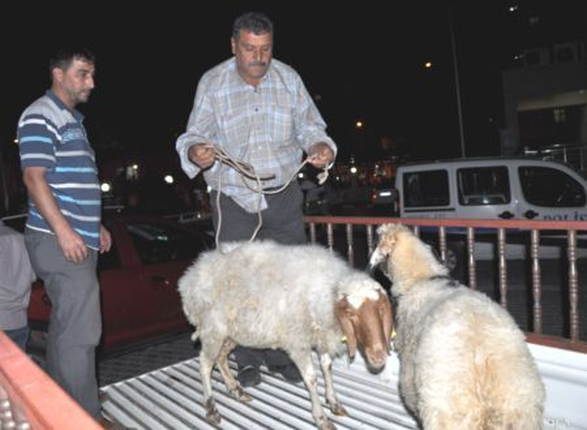 Erdemli\'de Polis 4 Çalıntı Koyun Buldu
