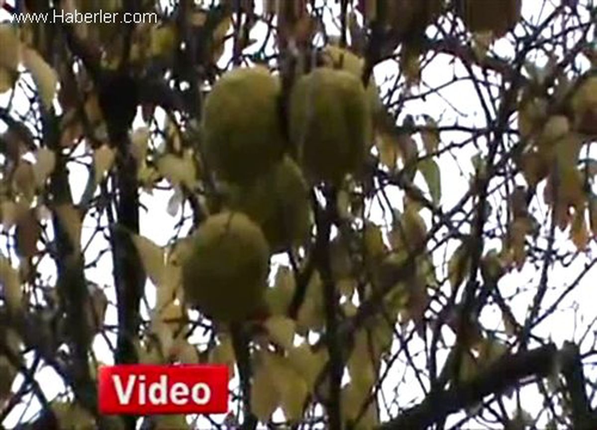 Kardemir Lojmanları'nda Türü Tükenmekte Olan Portakal Ağacı Bulundu