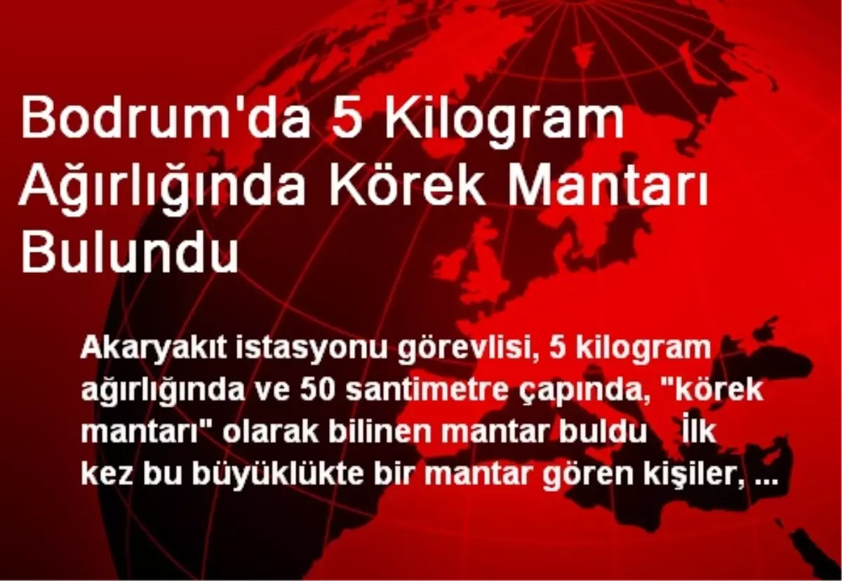 Bodrum\'da 5 Kilogram Ağırlığında Körek Mantarı Bulundu