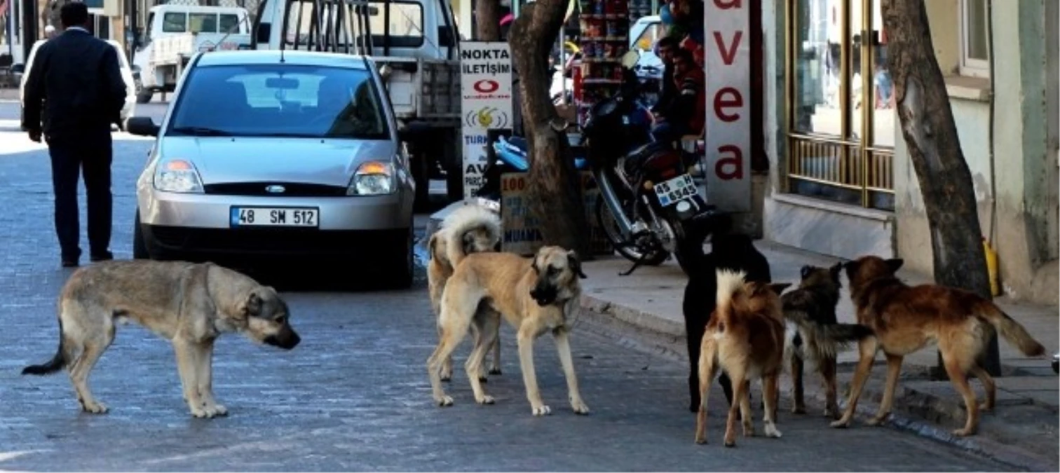 Sarıgöl\'de Başıboş Dolaşan Köpekler Korku Salıyor