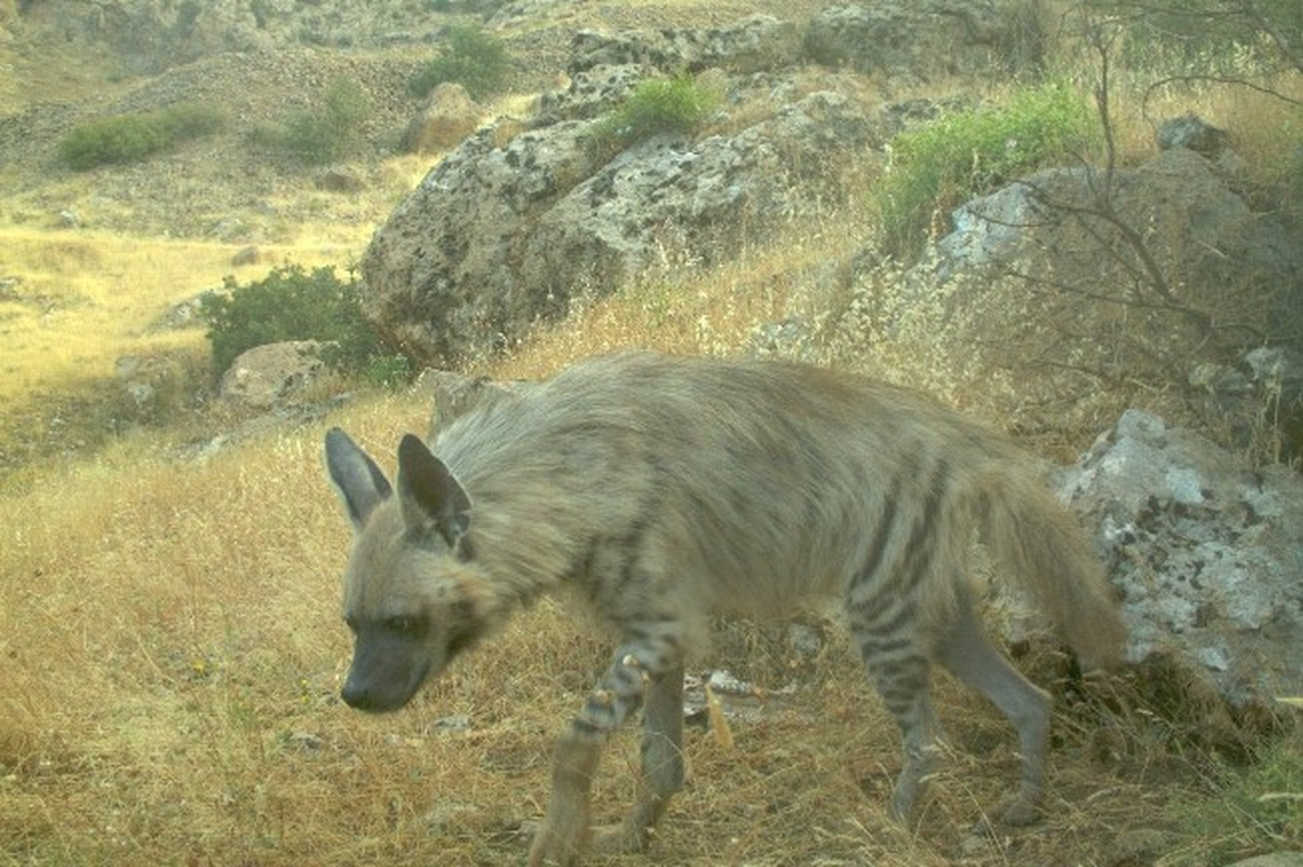 Şırnak\'ta Çizgili Sırtlan Foto Kapanlarla Görüntülendi