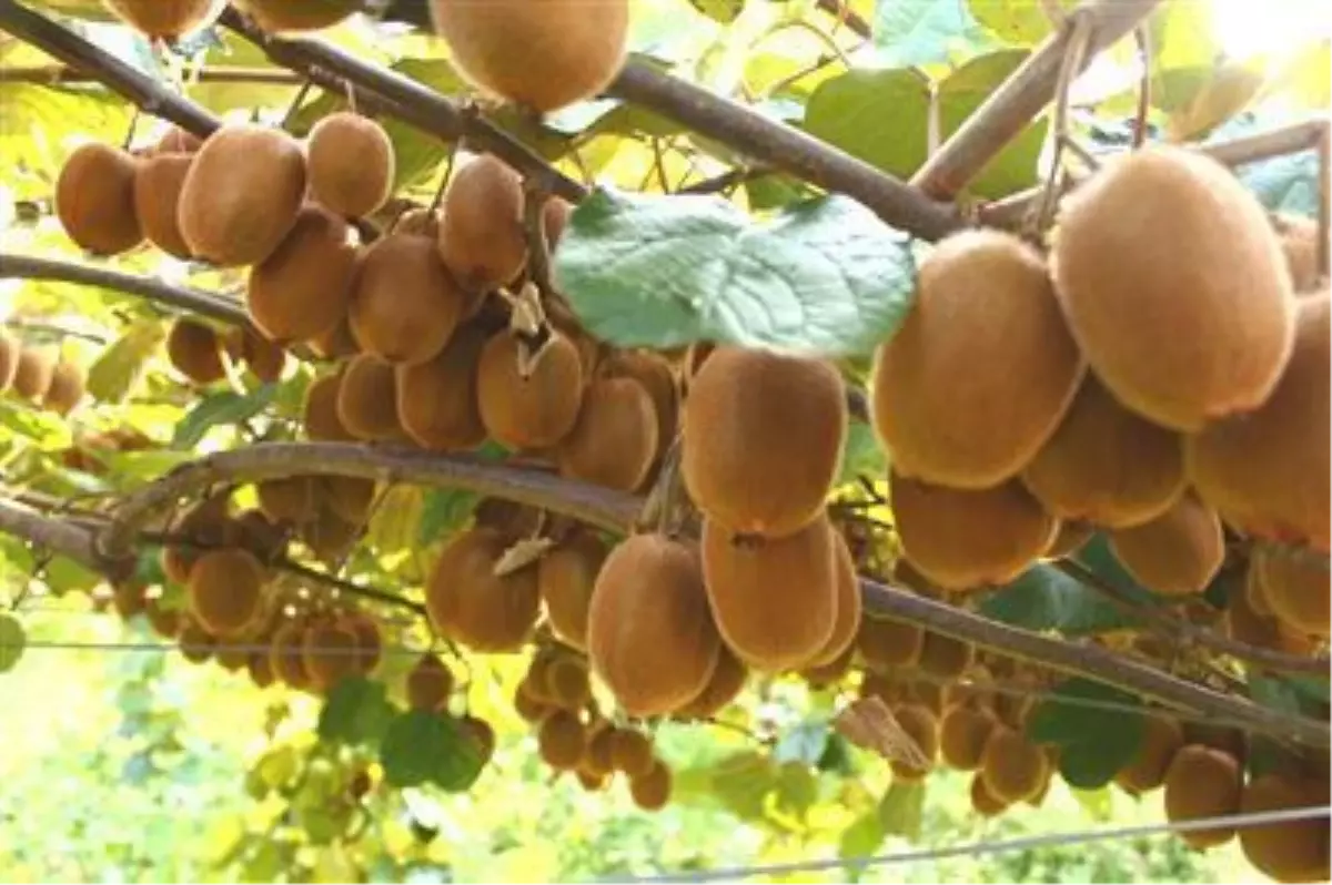 Tzob Genel Başkanı Bayraktar Açıklaması