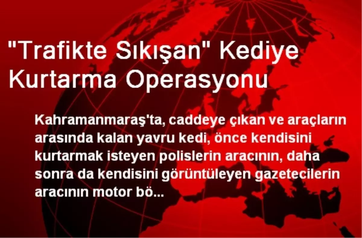 "Trafikte Sıkışan" Kediye Kurtarma Operasyonu