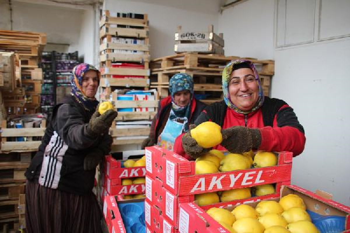 Ayva Kavgası Patent Enstitüsüne Taşındı