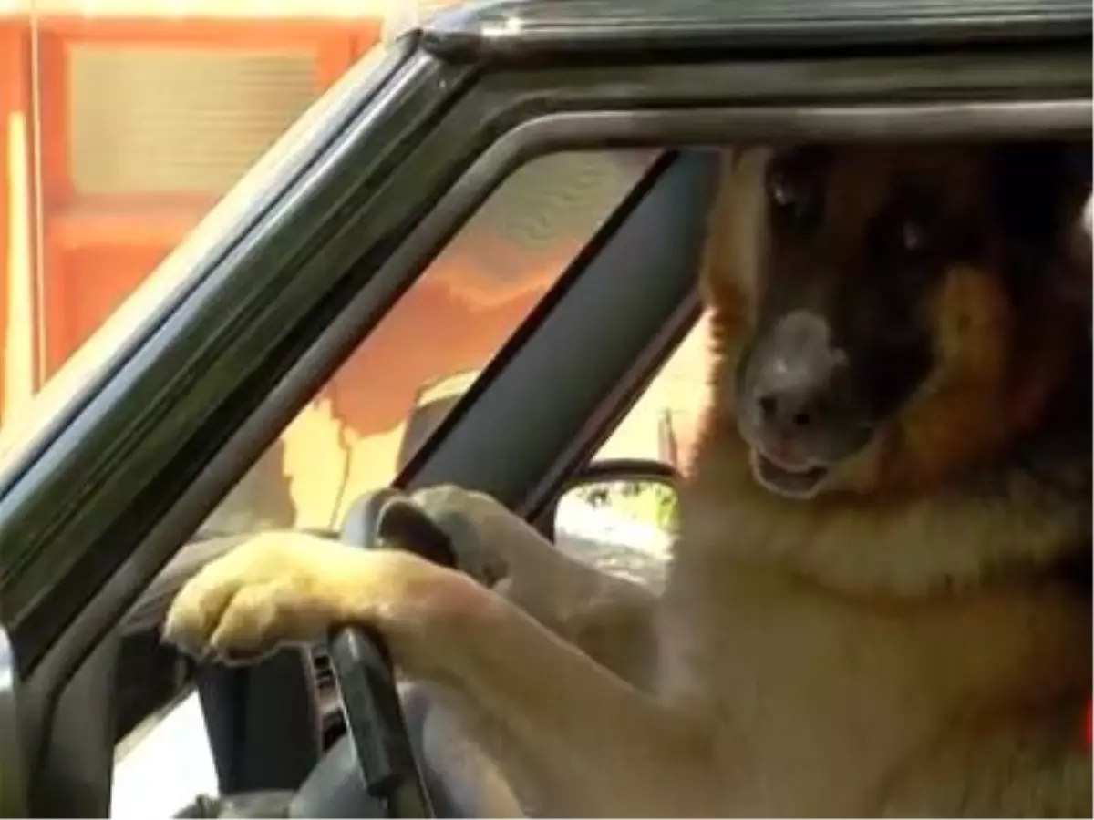 Araba Kullanan Köpek Görenleri Şaşırttı