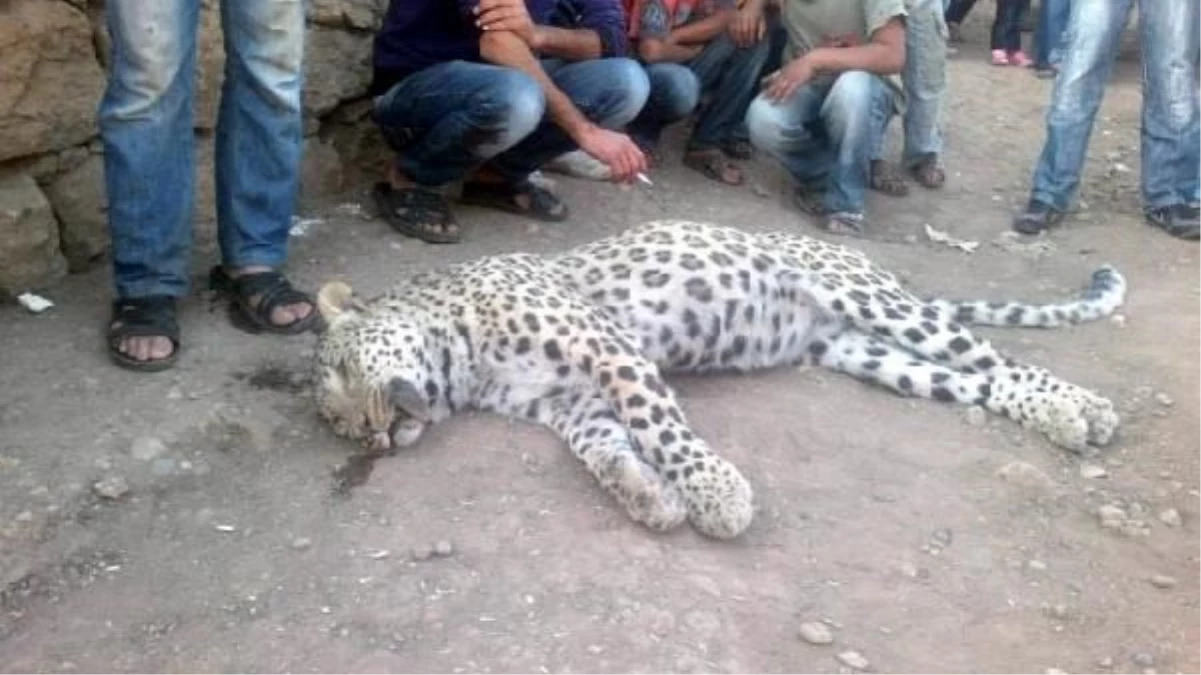 Diyarbakır\'da Öldürülen Leopar