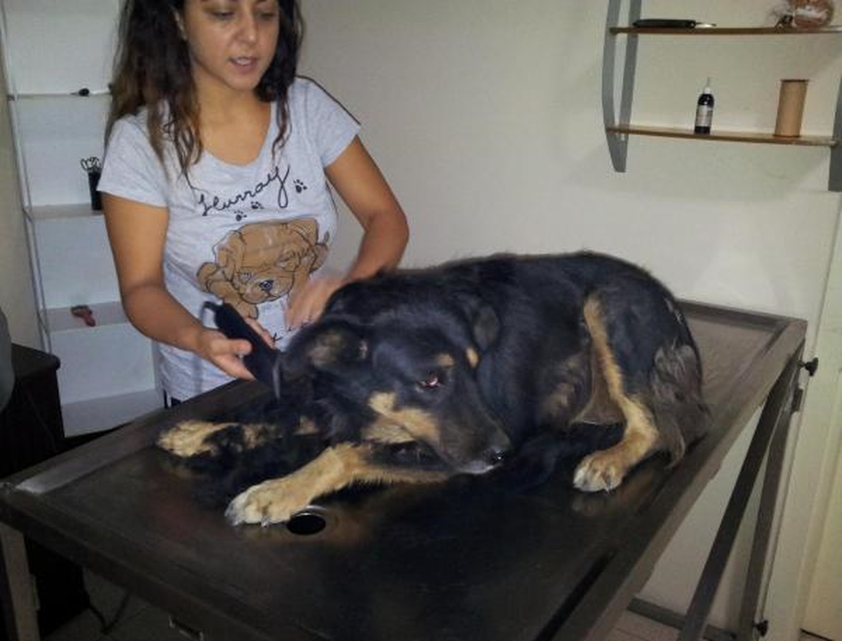 Kaldırımda Elektrik Akımına Kapılan Sokak Köpeği Telef Oldu