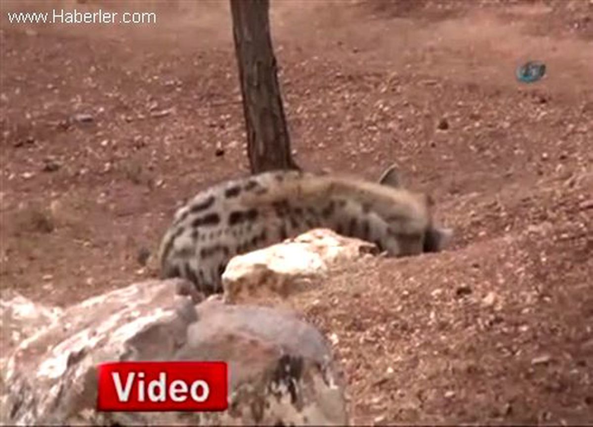 Nesli Tükenen Sırtlanlara Özel Bakım