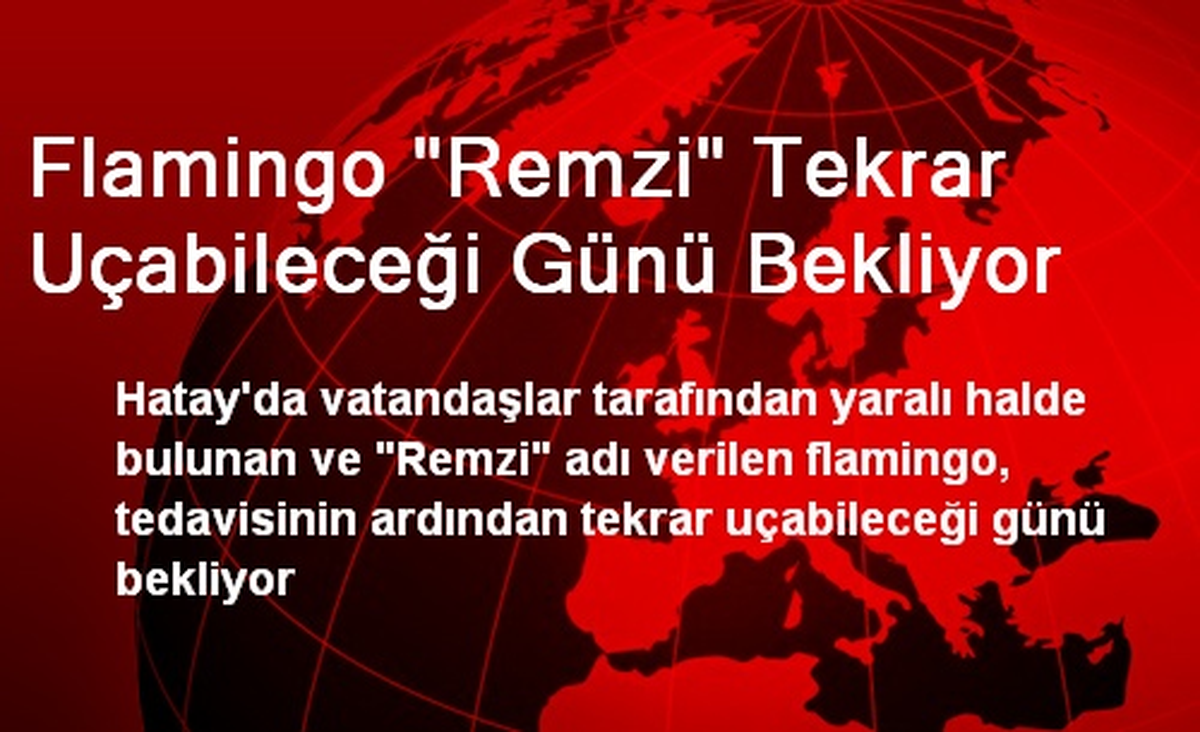 Flamingo "Remzi" Tekrar Uçabileceği Günü Bekliyor