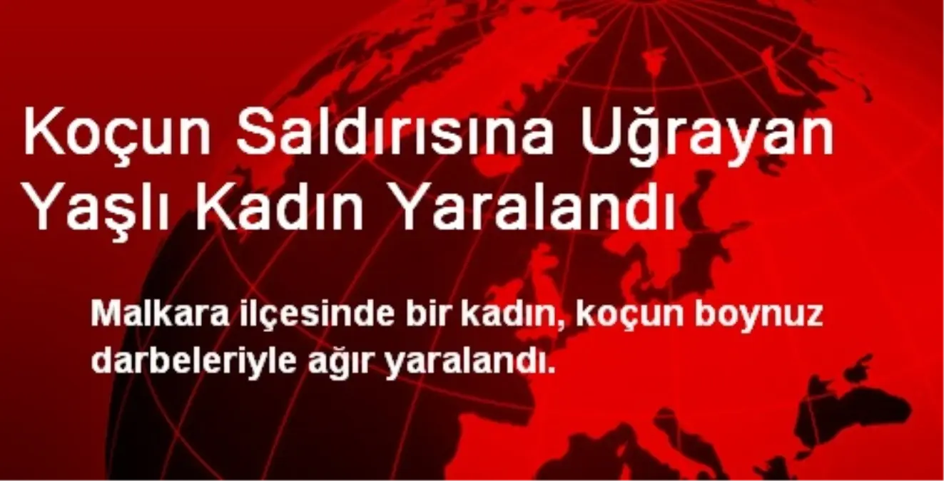 Koçun Saldırısına Uğrayan Yaşlı Kadın Yaralandı