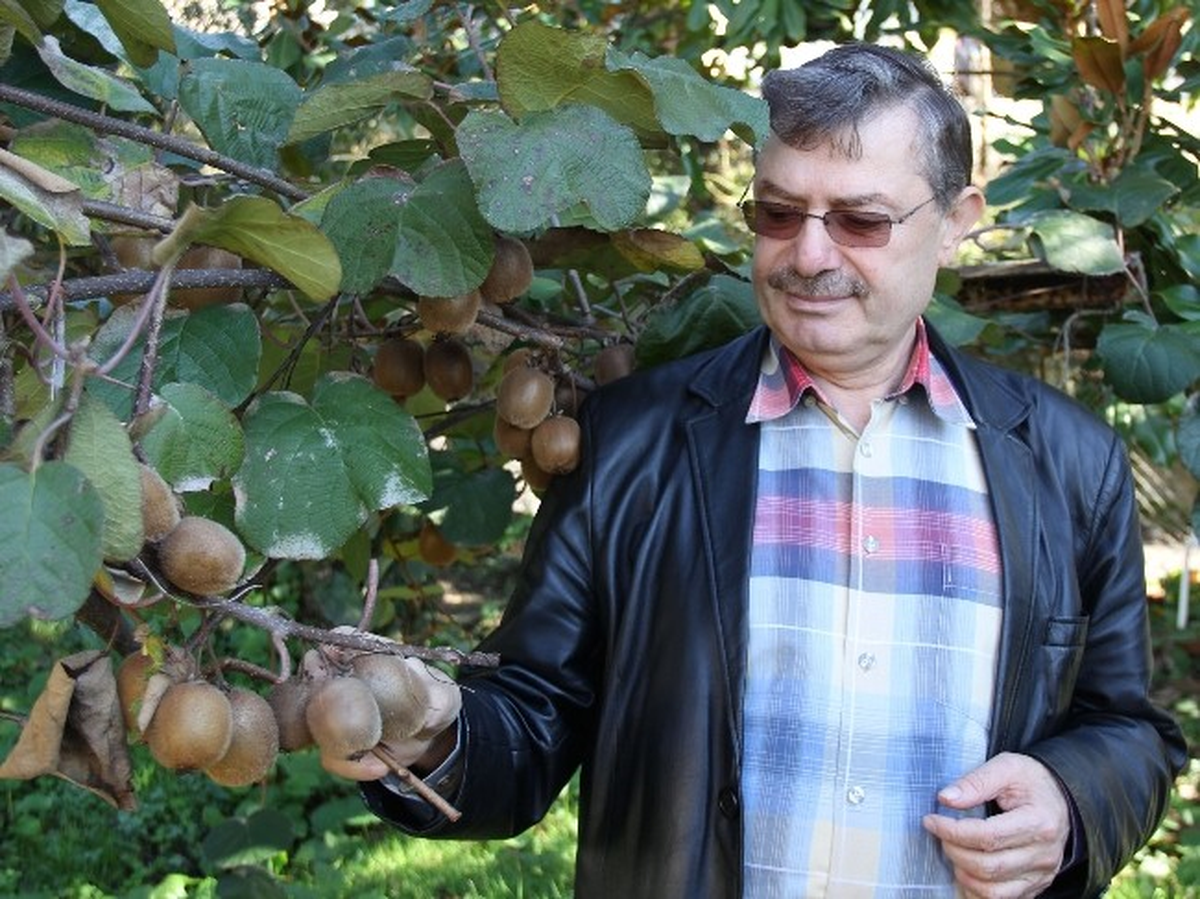 Rize\'de Kivi Hasadı Başladı