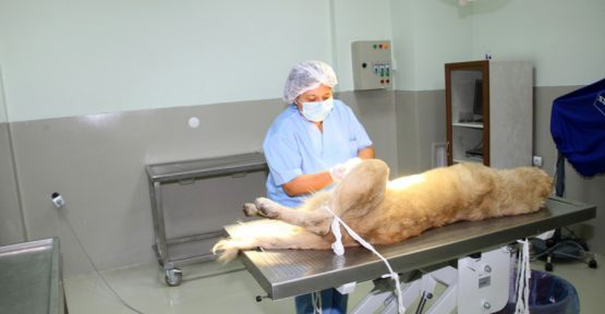 Sarıkamış\'ta "Sokak Köpeklerini Kısırlaştırma Projesi
