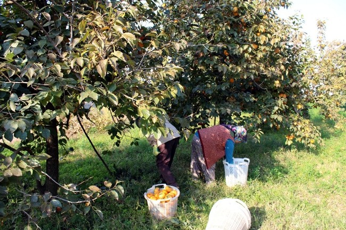 Türkiye\'nin En Lezzetli Cennet Elması Kavaklıdere de Yetiştiriliyor