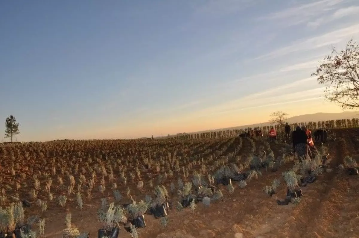 Uşak\'ta Eski Çöp Depolama Alanı Yeşillendiriliyor