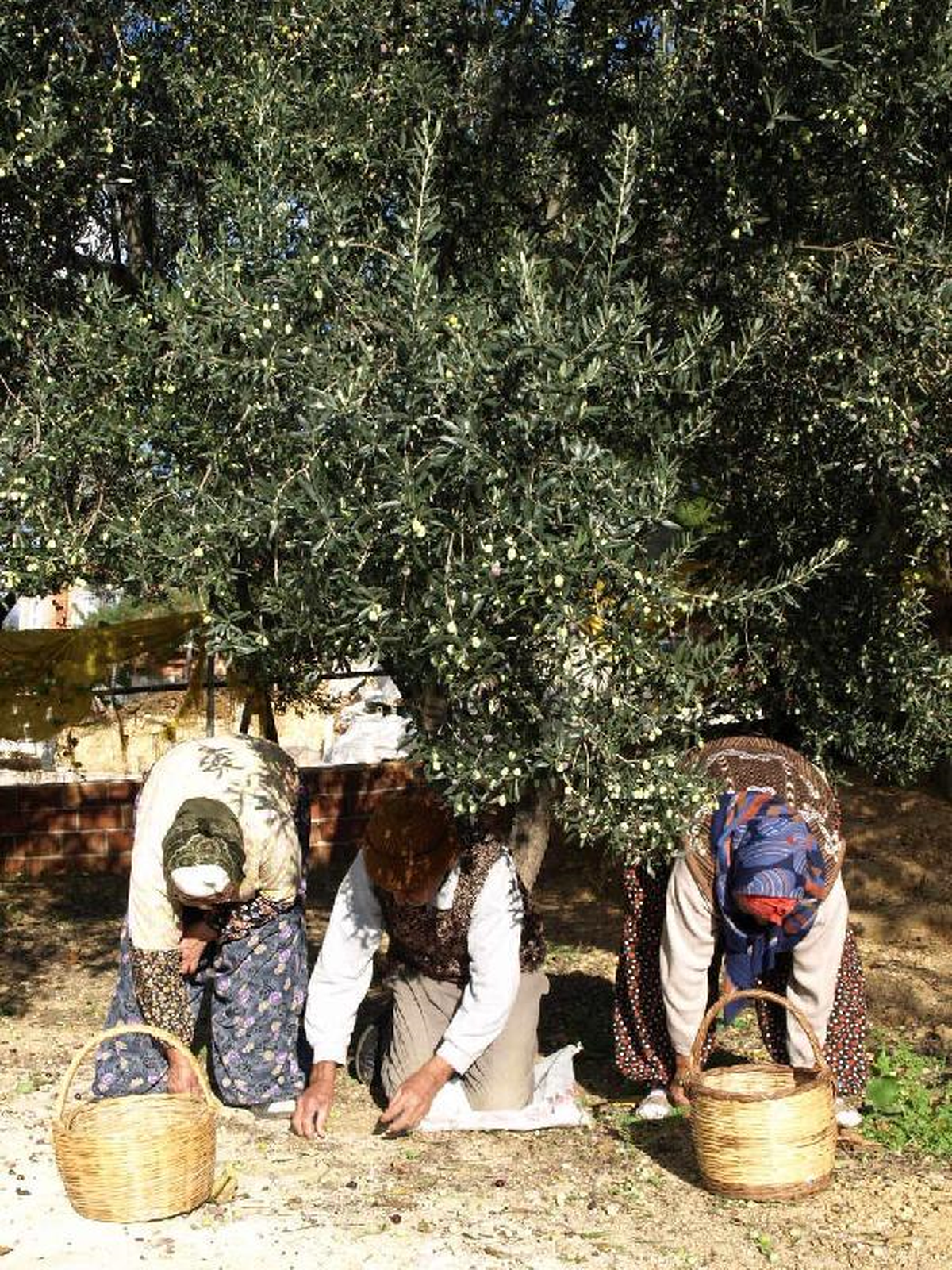 Zeytin İşçisi Kadınlardan Farklı Ücrete Tepki