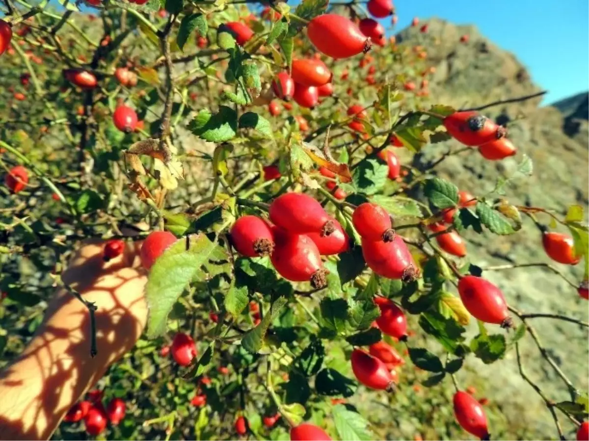 7 Ton Kızılcık 5 Ton Kuşburnu Toplandı