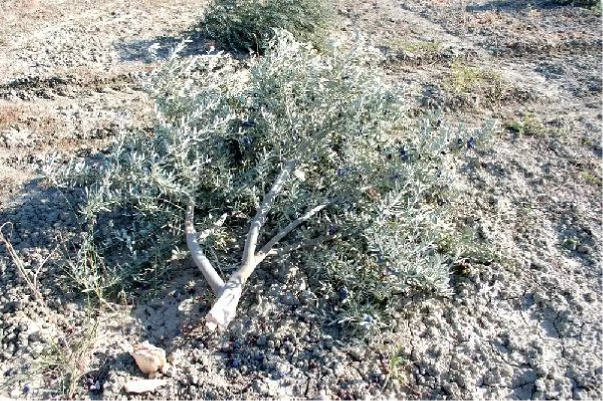 Bahçesindeki 250 Zeytin Ağacını Bir Gecede Kestiler