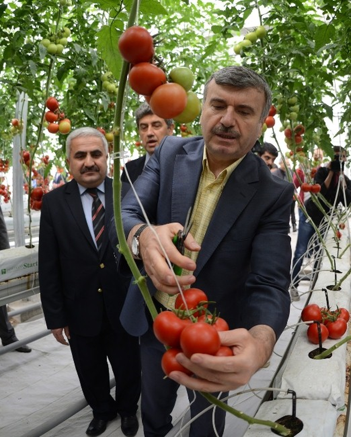 Çöplüğe Kurulan Serada İlk Hasat