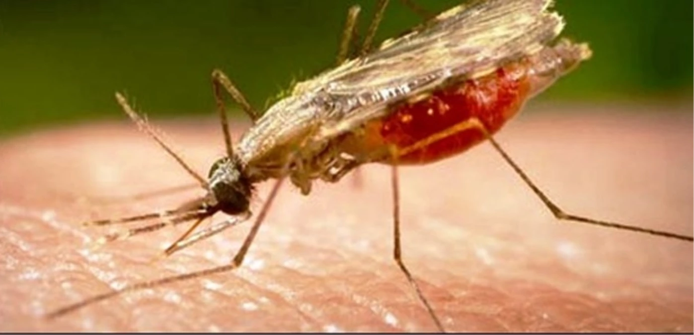 İlaca Dirençli Sıtma Tehdidi Büyüyor