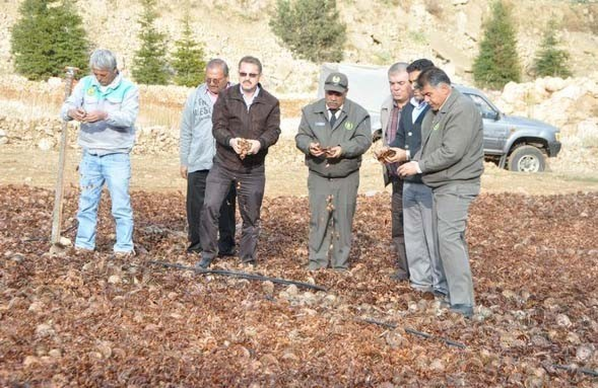 Mersin\'de Sedirin Serüveni Devam Ediyor